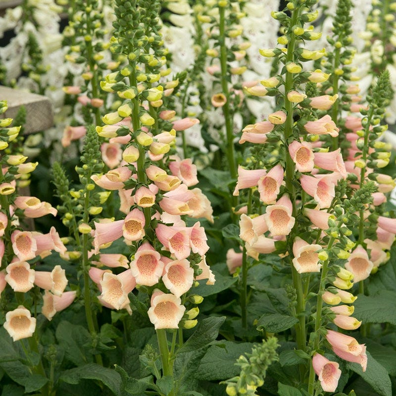 Perennials and Bulbs On Sale