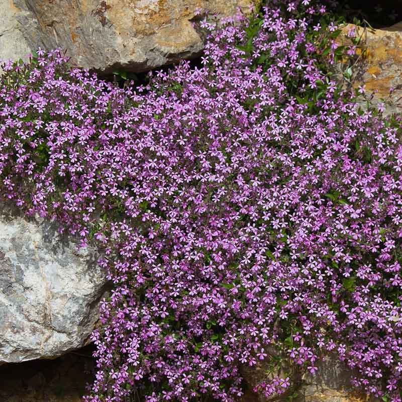 New Perennial Plants