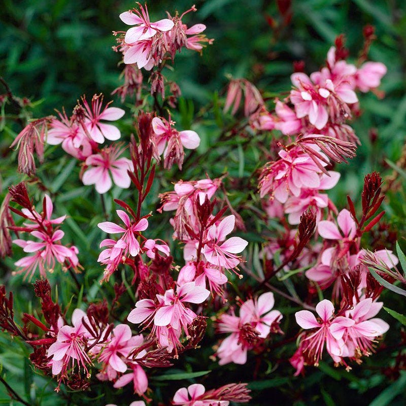 Perennials On Sale